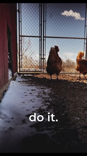 Chickens Are Decent People, Ep. 14: Bipolar Weather | #chickencomedy