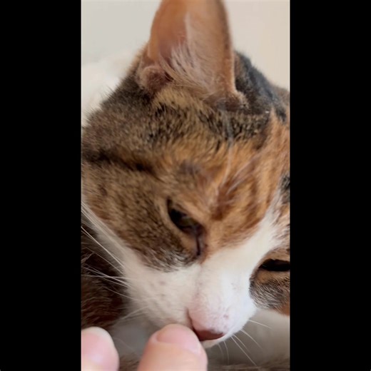 It’s ADOPT A SENIOR PET MONTH! We are waiving adoption fees on Seniors! Today we focus on Capri! Meet Capri, a gorgeous 9 year old girl looking for a fresh start. She came in with another cat and have lived in the same home their whole lives but have made it clear to us that they are not bonded. In their previous home they coexisted peacefully, so it likely that Capri could do the same with another calm cat. Capri would also do wonderfully as an only cat. She is a bit shy at first, but quickly w