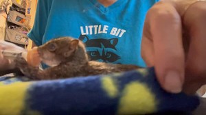 Approx 6 week old baby squirrel. Correction she’s 61 grams I said 50 in video | Little Bit Wildlife Rescue
