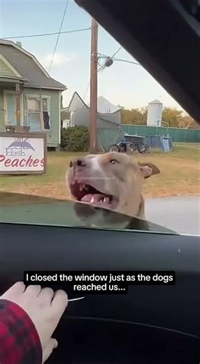 Mama cat's instinct is incredible #shorts #catrescue #animalrescue