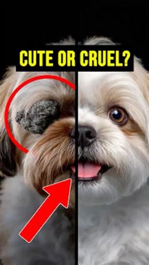 I Saved My Dog's Sight with This One Simple Grooming Trick