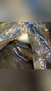 Shocking: Anaconda attacks pig 😲