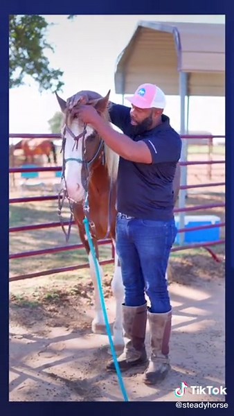 How to bridal your horse #horse #horses #steadyhorse #horsetraining #horsesoftiktok #horseriding #horseowner #Horsetips #horselover #horsesontiktok