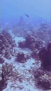 How to Spot Lionfish Hiding in Plain Sight