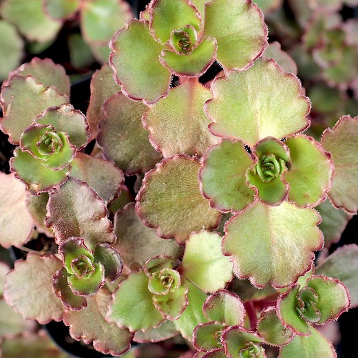 Sedum spurium 'Dragon's Blood'
