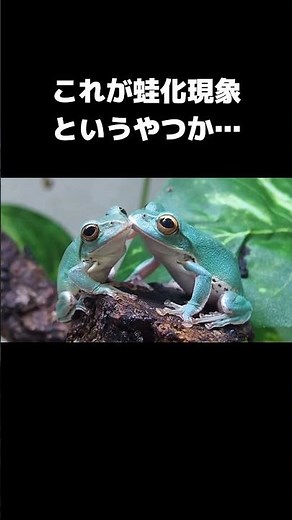 リアル蛙化現象を見てしまった #カエル #cuteanimals #frog #蛙化現象