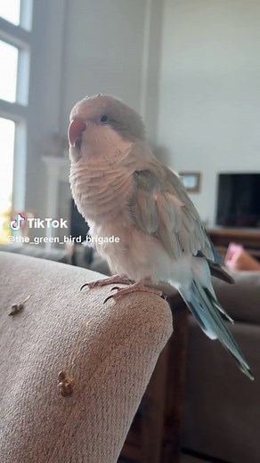 I tried to tell her 😂 #auggie #quakerparrot #rescue #bird #baconpancakes