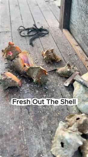 Just Island Things 🌴🐚