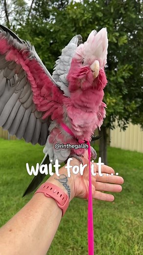 Slo-Mo Rain Dance: Galah Cockatoo in Costume