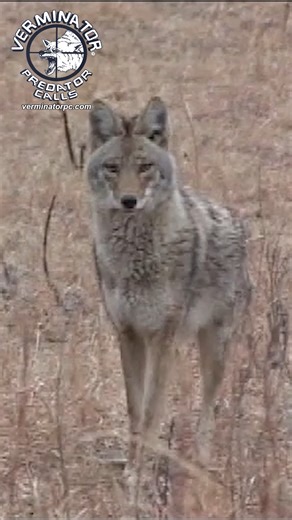 Rick Paillet on Instagram: "Blast from the Past episode 2 Who remembers Bowmania? #vpc #verminator #verminatorpredatorcalls #rickskillersounds #blastfromthepast #coyotehunting #predatorhunting #early2000s #bowmania"