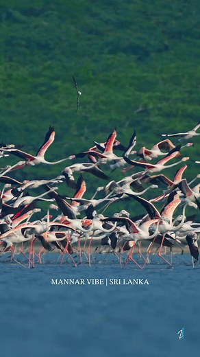 Explore Mannar: The Enchanting Flamingo Dance in Sri Lanka