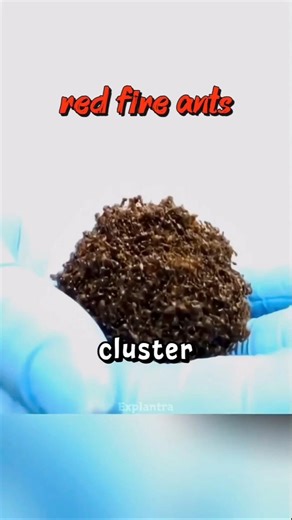 Why Do Thousands of Ants Form a Living Ball?