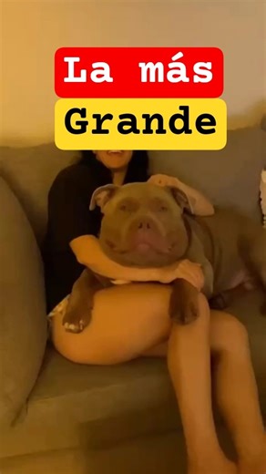 The dog with the biggest head in the world