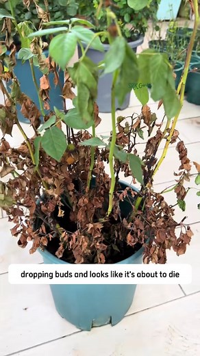 19K views · 205 reactions | Rose Care Tips | Terra Garden | Facebook