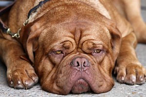 10 Wrinkly Dog Breeds We Need to Smush ASAP