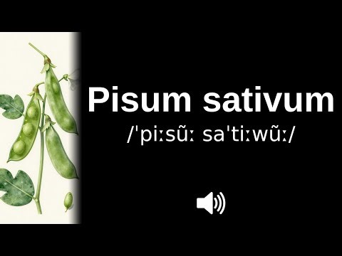 How to pronounce Pisum sativum (CORRECTLY!)