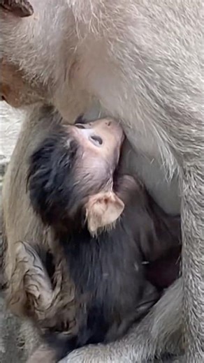 Baby monkey Jolan abscess on elbow exploded