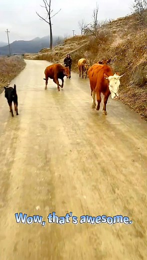 Adorable Cow - Cute Pets Compilation