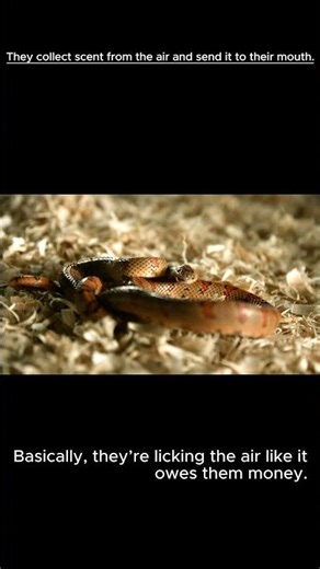 WAIT?! SNAKE CAN DO THAT?!