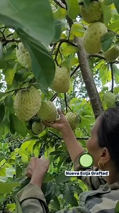 Atemoya 😍 | Nueva Ecija Grafted fruit trees