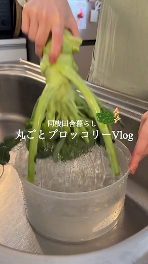 【 3食自炊生活 】春採れブロッコリー🥦✨ 【 下茹で方法 】 1️⃣花蕾・小房・茎に分けてカット。 2️⃣沸かしたお湯で約5分蒸す。 3️⃣お湯から外して、水分をしっかり切って 4️⃣ザルなどで粗熱を取っておく。 →粗熱が取れたら冷凍１ヶ月可◎ 【 🧀茎のチーズガレット 】 ￤ブロッコリーの茎…適量 ￤チーズ…お好み ￤黒胡椒…お好み #同棲ごはん #ブロッコリー #野菜生活