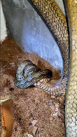 Python X king cobra