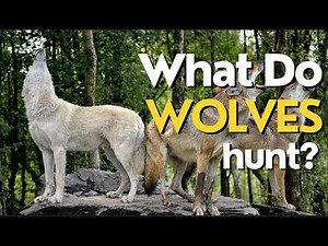 What Do Wolves Hunt? Discover the Prey and Hunting Strategies of Wolves