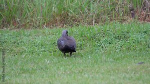 Hadada ibis in the Pilanesberg Game Reserve South Africa