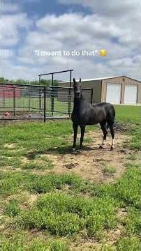 Funny Horse Videos 🐴😂 | Try Not to Laugh Challenge