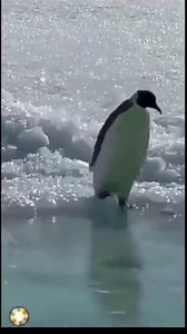 最近外网很火的这个Wee音效也太魔性了吧！