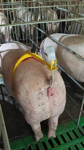 What’s That Bottle on the Pig’s Back?! 😳🐖👀