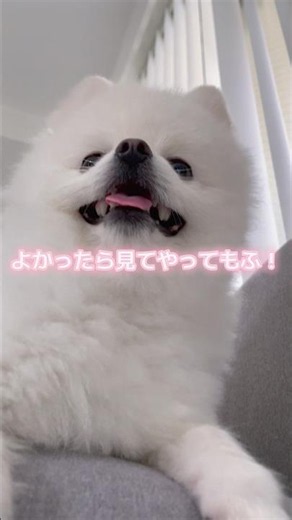 ポメラニアンの可愛すぎる姿集！！必見！！ #ポメラニアン #pomeranian #可愛い犬