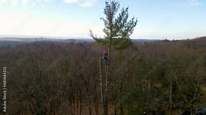 Man Topples Giant Top Half Of A Large Pine Tree While Suspended From Rigging