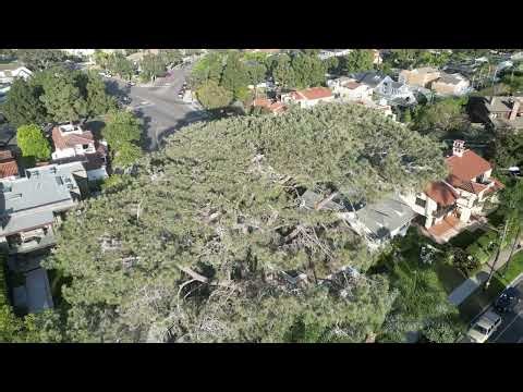 GOLF COURSE FLY OVER AND SLOW DESCENT TO BLUE HERON TREE