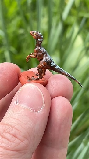 Tu mettrais un raptor dans ton réseau HO ? 👀 #hoscale