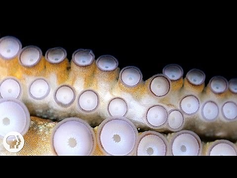 If Your Hands Could Smell, You’d Be an Octopus | Deep Look
