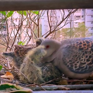 6.8K views · 204 reactions | dove birds Feed the baby in the nest | Review Bird Nest | Facebook