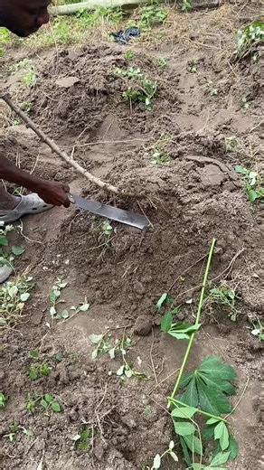 Innovative Cassava Planting Techniques in Ghana