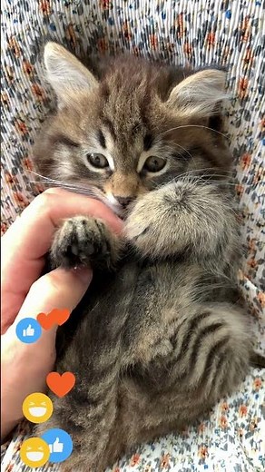 Fun Cat Facts for Kids 😺 | Amazing Facts About Cats