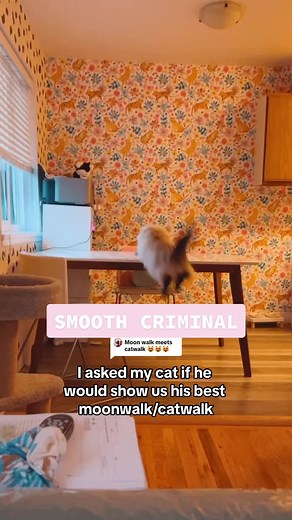 Cat Dancing: A Feline Twist on the Moonwalk/Catwalk