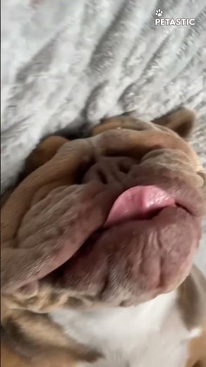 Pregnant Dog's Hilarious 'Me Time' Will Make Your Day!