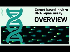 Overview // Comet-based in vitro DNA repair assay