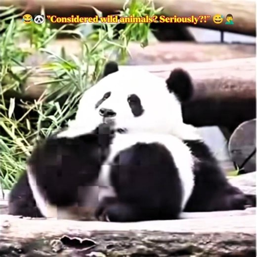 😂🐼 Considered Wild Animals? Seriously?! |