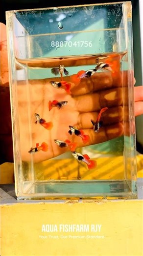 Premium Platinum Dumbo Ear Guppy | Farm-Raised Excellence