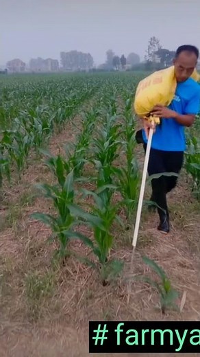 Smart Farmer Fertilizing The Cornfields 😎 #satisfying #short