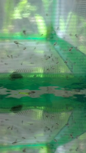 baby angel fish 5 days old just started free swimming! #aquarium #angelfish #babies #fish #breeding