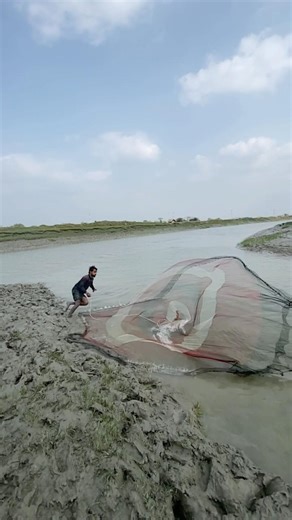 Amazing cast net fishing #reels #fishing #fish #explore #enjoy #vairal #nature #river #travel #fypシ