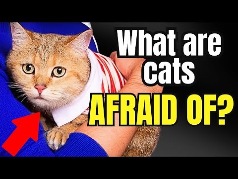 What Cats Are Most Afraid Of. 9 Main Fears of Cats