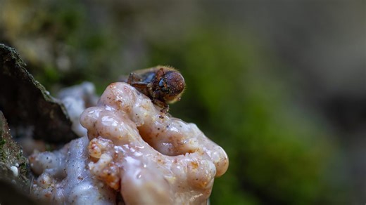 Colorado mountain pine beetle task force getting to work as another outbreak looms