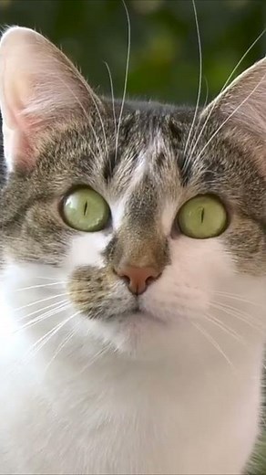 This sound will make the cat run after you. Check